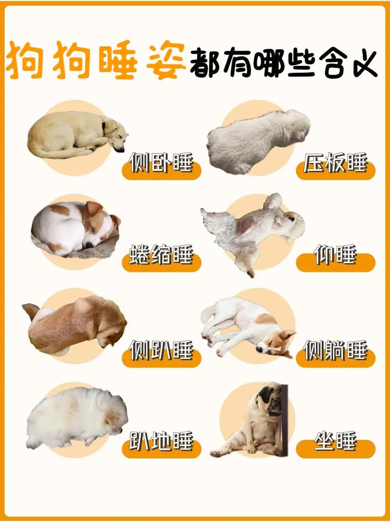 狗狗每天要睡多久,狗狗每天需要睡多少小时-第3张图片-后鲨宠物 狗狗每天要睡多久,狗狗每天需要睡多少小时-第3张图片-后鲨宠物