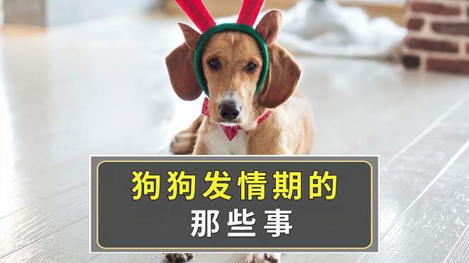 狗狗发情有什么表现,狗狗发情期表现有哪些-第5张图片-后鲨宠物 狗狗发情有什么表现,狗狗发情期表现有哪些-第5张图片-后鲨宠物