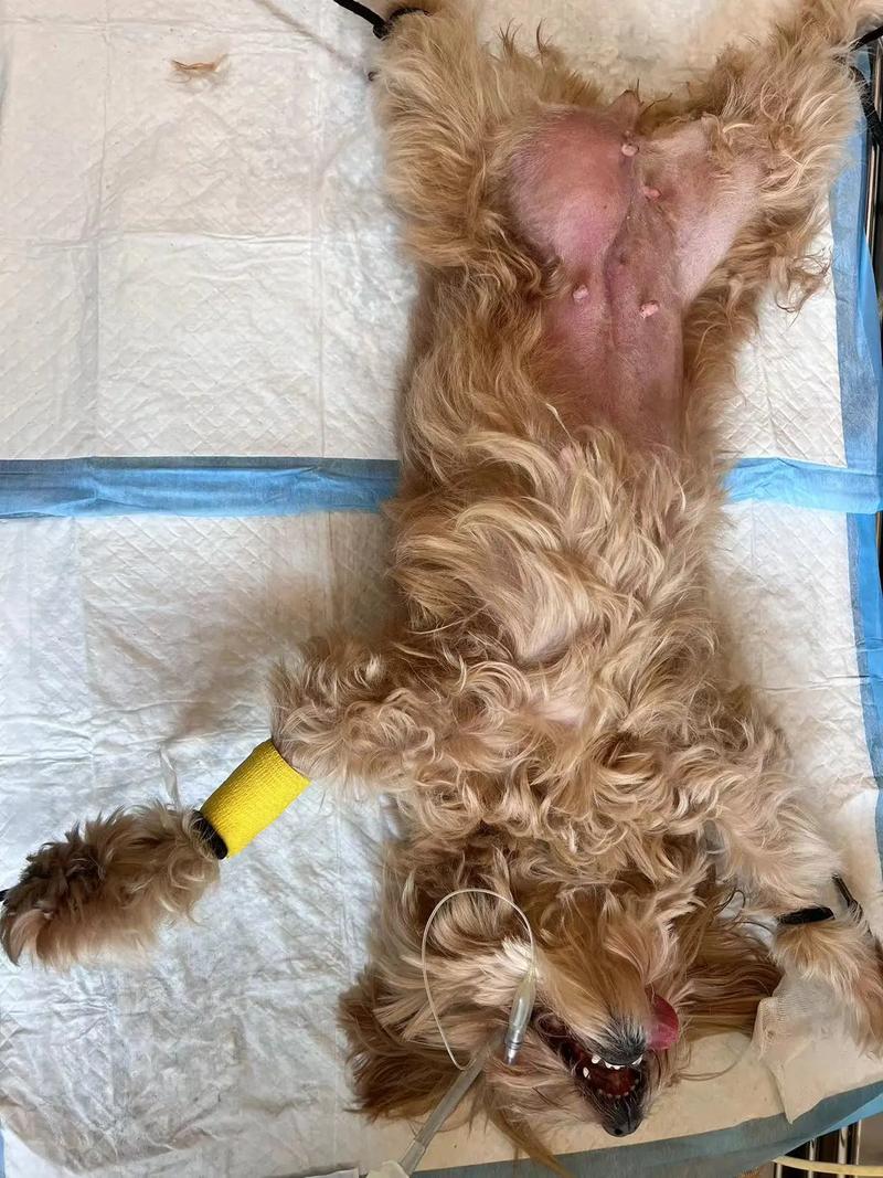 狗狗得了疝气怎么办，狗狗得了疝气怎么办手术费多少钱?？