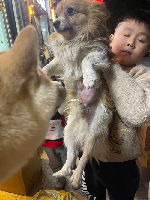 狗狗得了疝气怎么办,狗狗得了疝气怎么办手术费多少钱??-第2张图片-后鲨宠物 狗狗得了疝气怎么办,狗狗得了疝气怎么办手术费多少钱??-第2张图片-后鲨宠物