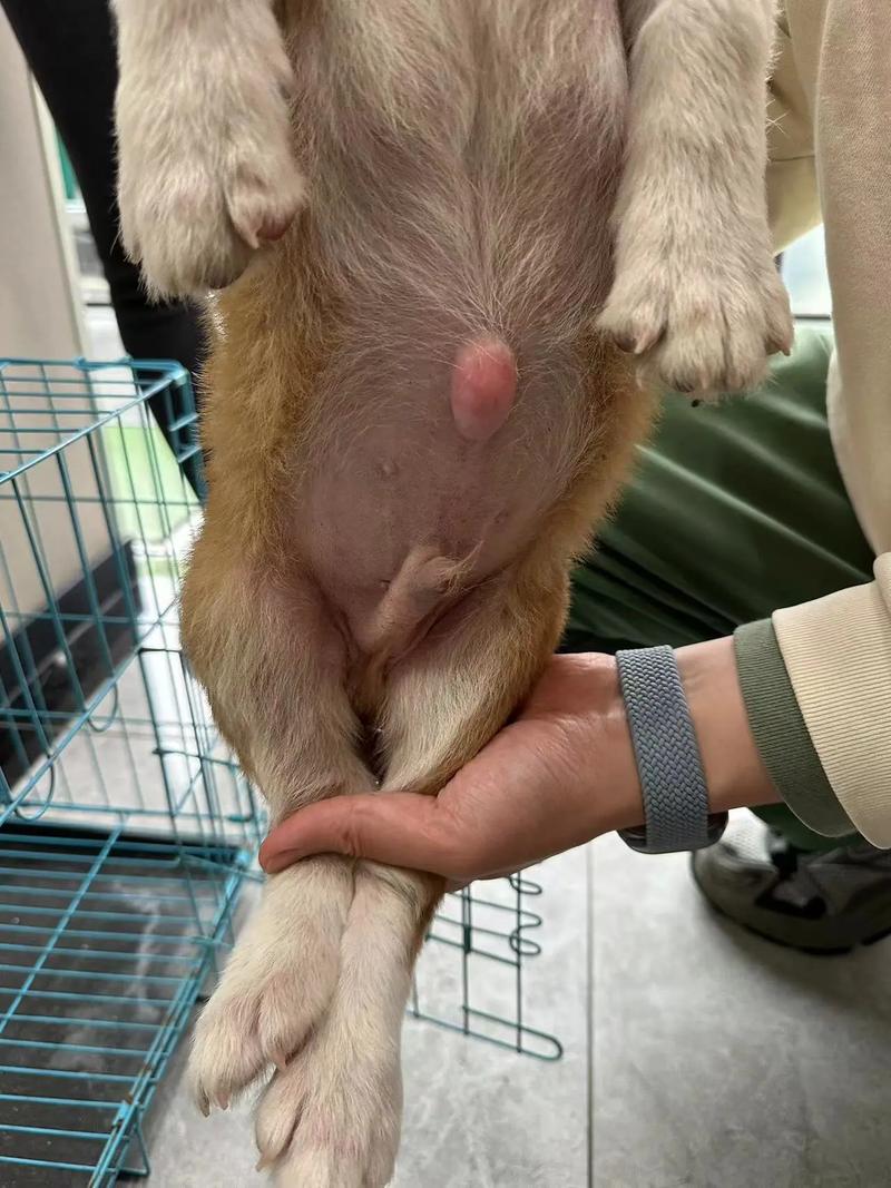 狗狗得了疝气怎么办,狗狗得了疝气怎么办手术费多少钱??-第3张图片-后鲨宠物 狗狗得了疝气怎么办,狗狗得了疝气怎么办手术费多少钱??-第3张图片-后鲨宠物
