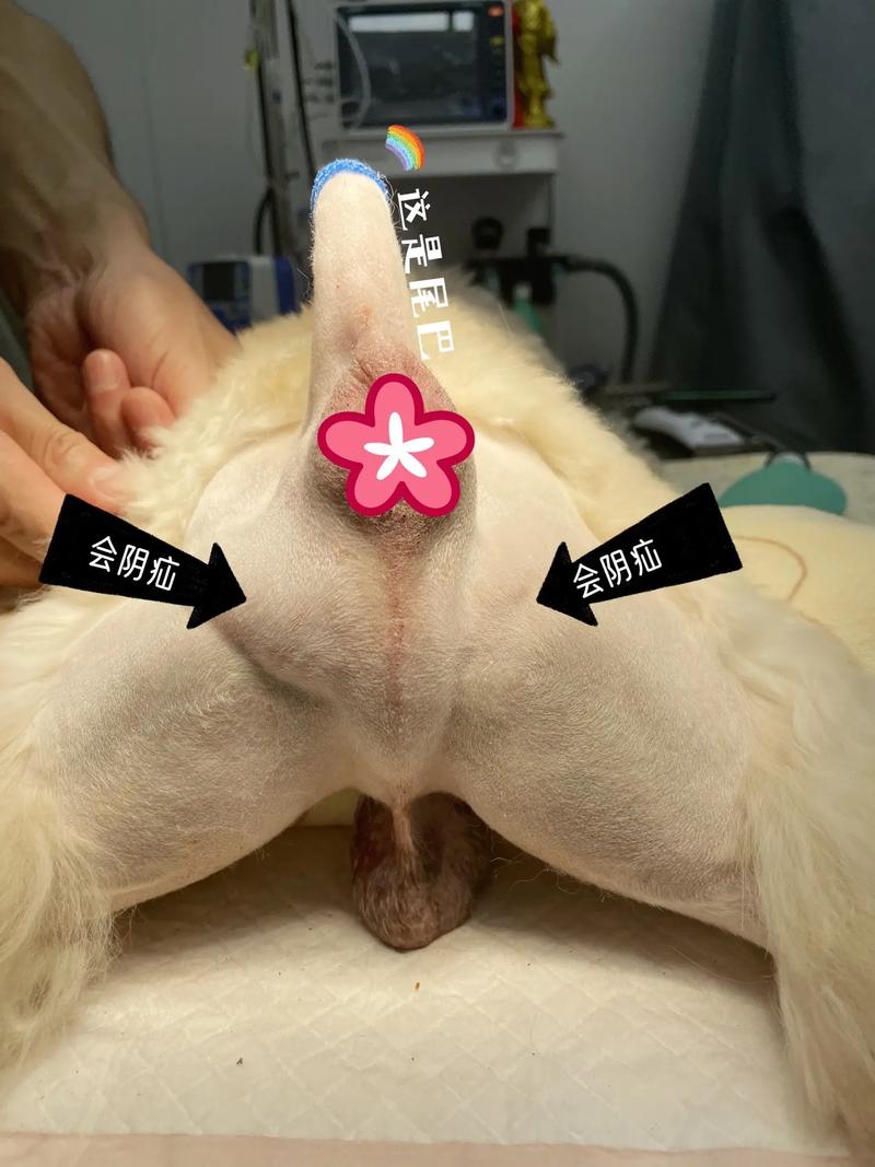 狗狗得了疝气怎么办,狗狗得了疝气怎么办手术费多少钱??-第4张图片-后鲨宠物 狗狗得了疝气怎么办,狗狗得了疝气怎么办手术费多少钱??-第4张图片-后鲨宠物
