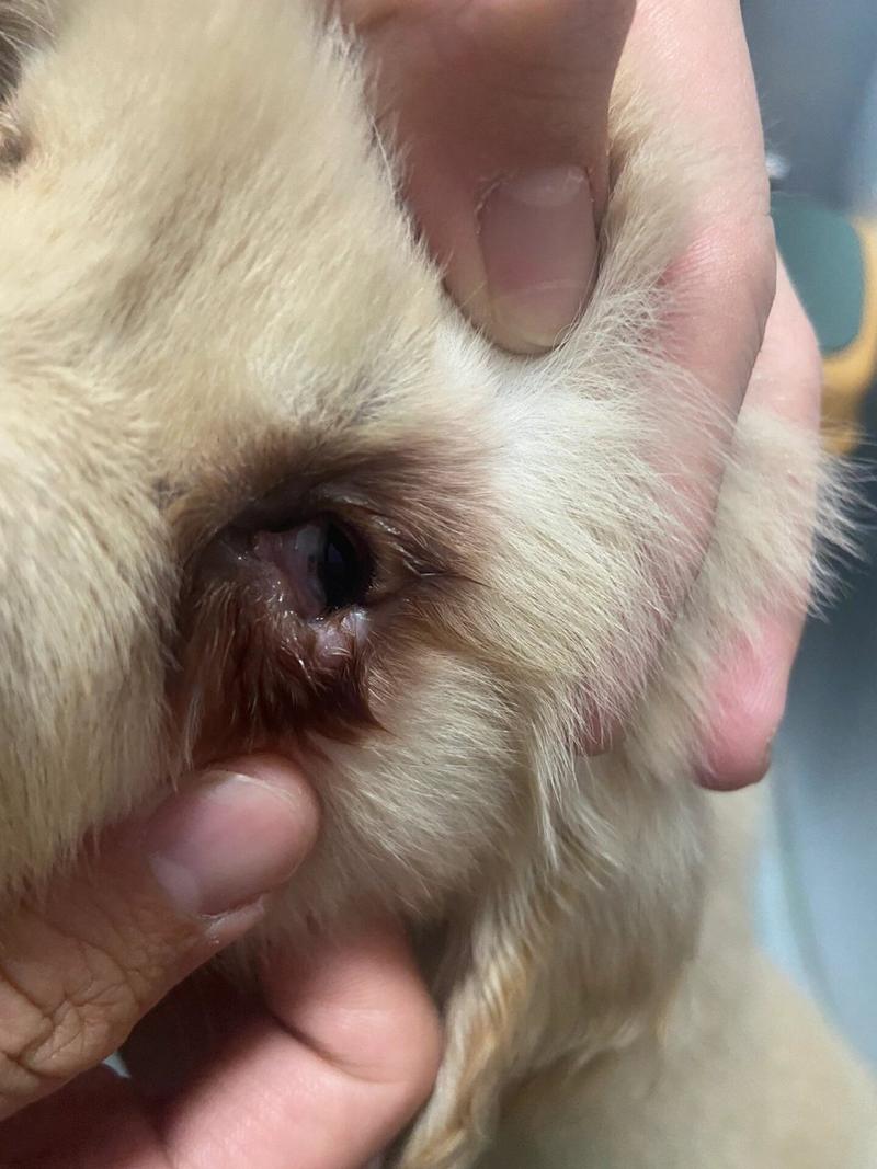 狗狗流泪是怎么回事,狗狗流泪是怎么了?-第3张图片-后鲨宠物 狗狗流泪是怎么回事,狗狗流泪是怎么了?-第3张图片-后鲨宠物