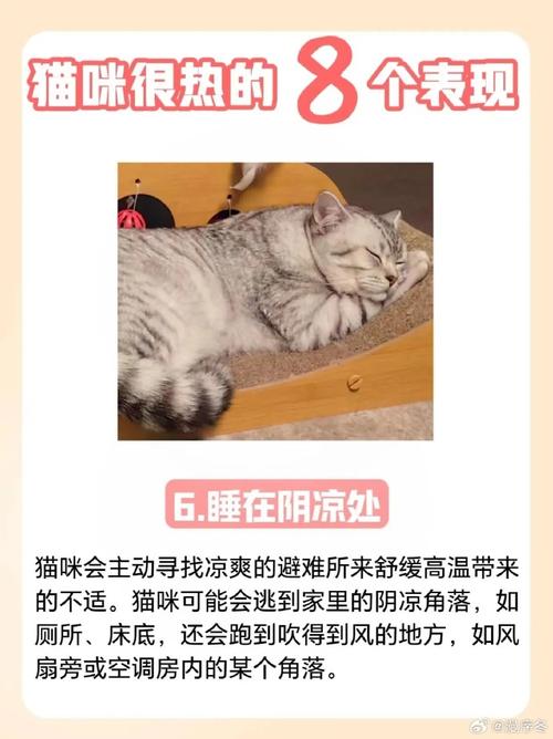 猫咪热了会怎么样,猫咪热的时候会怎么样?-第1张图片-后鲨宠物 猫咪热了会怎么样,猫咪热的时候会怎么样?-第1张图片-后鲨宠物