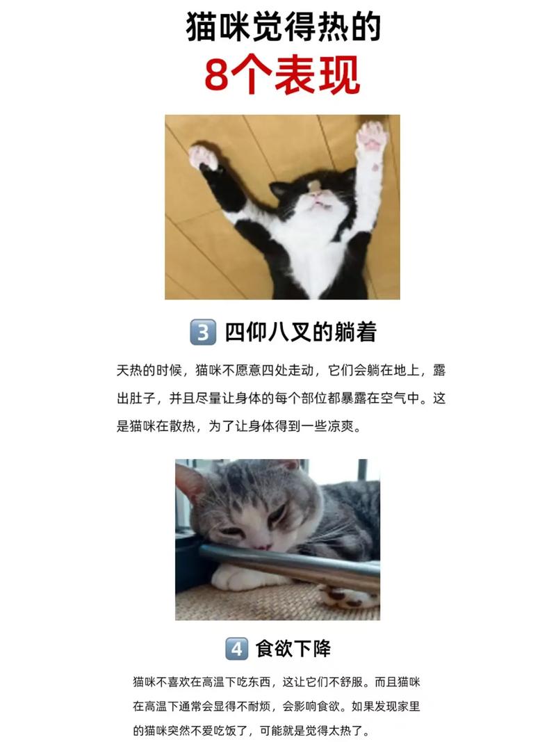猫咪热了会怎么样,猫咪热的时候会怎么样?-第2张图片-后鲨宠物 猫咪热了会怎么样,猫咪热的时候会怎么样?-第2张图片-后鲨宠物