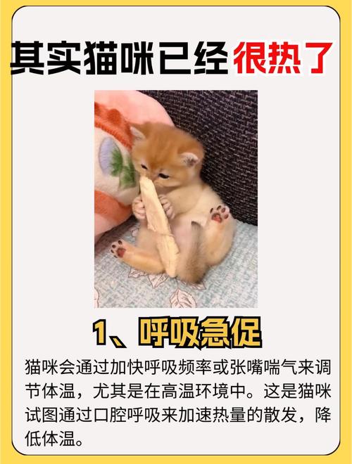 猫咪热了会怎么样,猫咪热的时候会怎么样?-第4张图片-后鲨宠物 猫咪热了会怎么样,猫咪热的时候会怎么样?-第4张图片-后鲨宠物