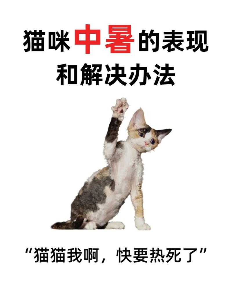 猫咪热了会怎么样,猫咪热的时候会怎么样?-第6张图片-后鲨宠物 猫咪热了会怎么样,猫咪热的时候会怎么样?-第6张图片-后鲨宠物