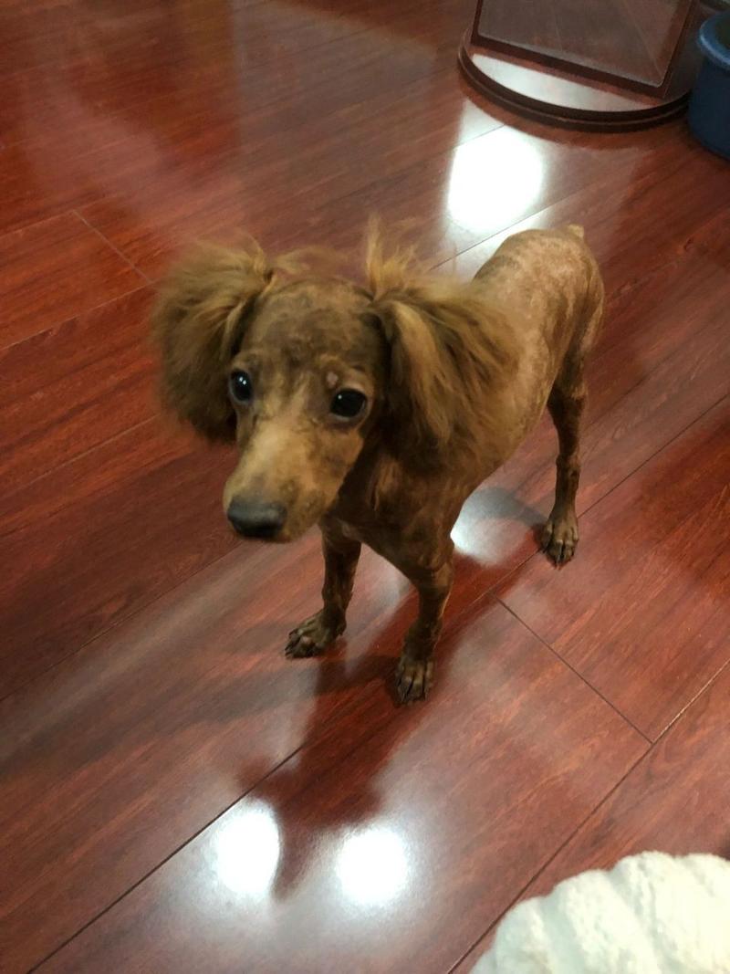 狗狗的胎毛一定要剃吗_狗狗的胎毛要剃光吗-第2张图片-后鲨宠物 狗狗的胎毛一定要剃吗_狗狗的胎毛要剃光吗-第2张图片-后鲨宠物