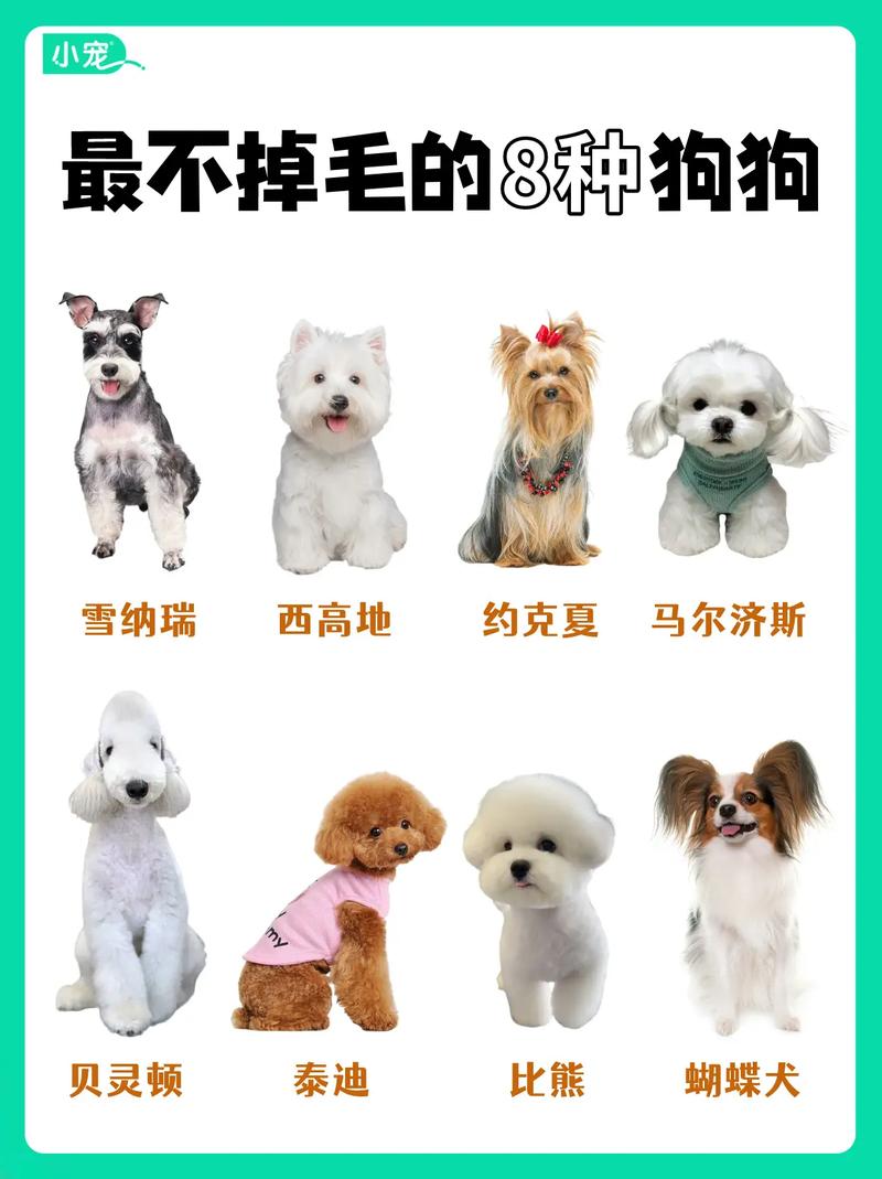 狗狗的胎毛一定要剃吗_狗狗的胎毛要剃光吗-第3张图片-后鲨宠物 狗狗的胎毛一定要剃吗_狗狗的胎毛要剃光吗-第3张图片-后鲨宠物