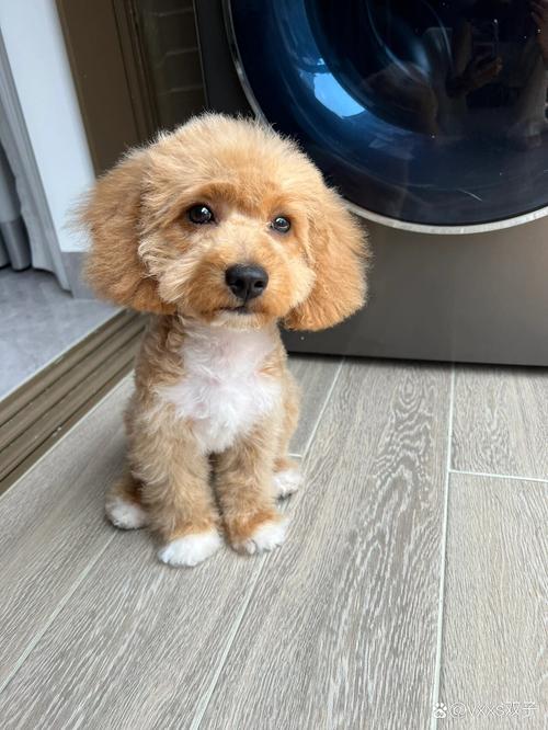 狗狗的胎毛一定要剃吗_狗狗的胎毛要剃光吗-第4张图片-后鲨宠物 狗狗的胎毛一定要剃吗_狗狗的胎毛要剃光吗-第4张图片-后鲨宠物