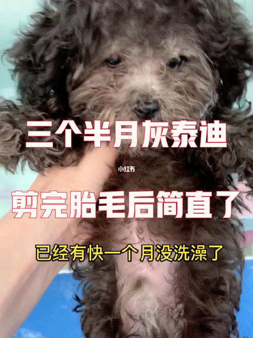 狗狗的胎毛一定要剃吗_狗狗的胎毛要剃光吗-第6张图片-后鲨宠物 狗狗的胎毛一定要剃吗_狗狗的胎毛要剃光吗-第6张图片-后鲨宠物