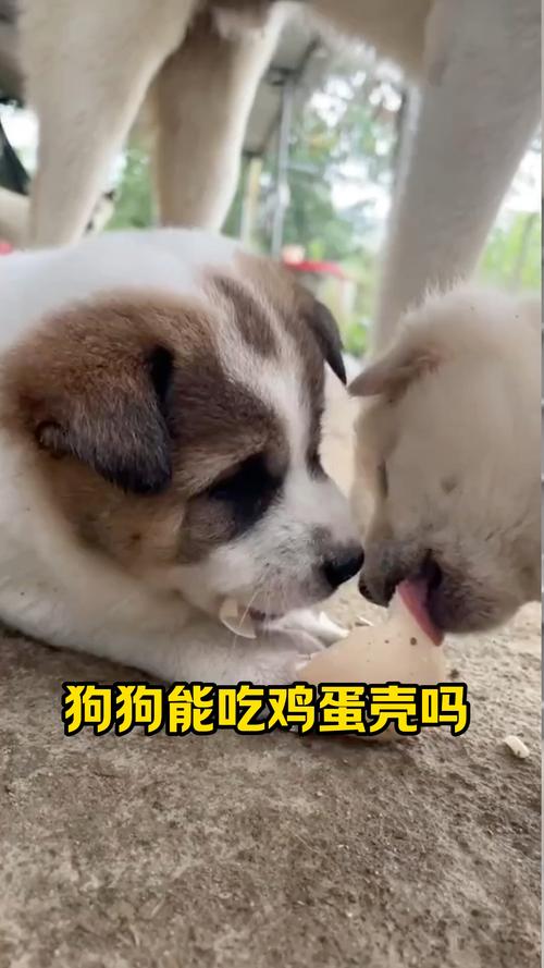 狗狗吃鸡蛋壳能补钙吗,狗狗吃鸡蛋壳能补钙吗?-第2张图片-后鲨宠物 狗狗吃鸡蛋壳能补钙吗,狗狗吃鸡蛋壳能补钙吗?-第2张图片-后鲨宠物