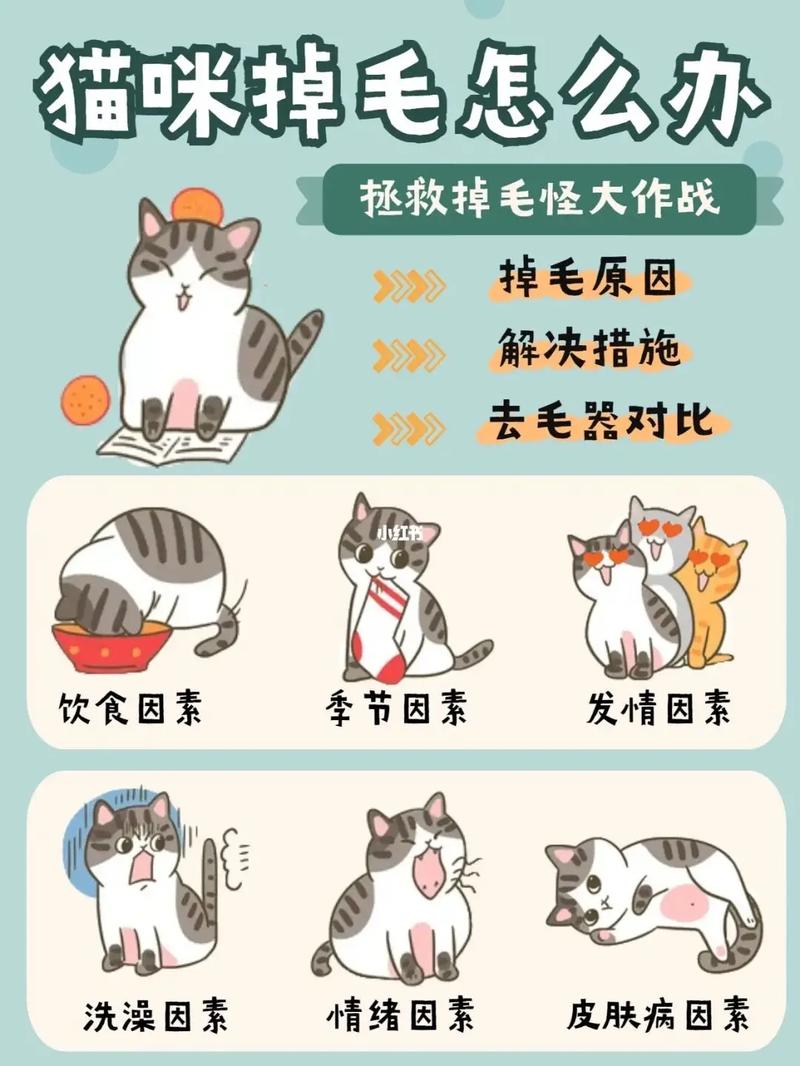 猫咪什么时候换毛，猫咪什么时候换毛期结束？-第4张图片-后鲨宠物