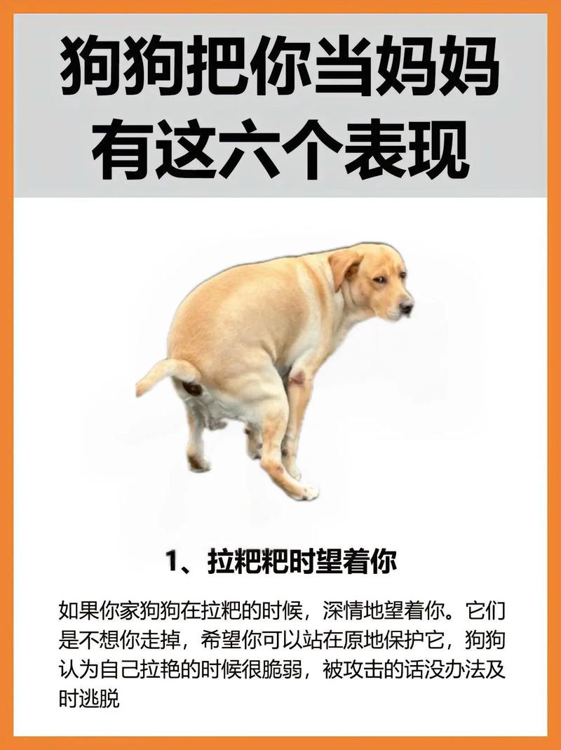 狗狗不喜欢主人的表现,狗狗不喜欢主人的原因-第1张图片-后鲨宠物 狗狗不喜欢主人的表现,狗狗不喜欢主人的原因-第1张图片-后鲨宠物