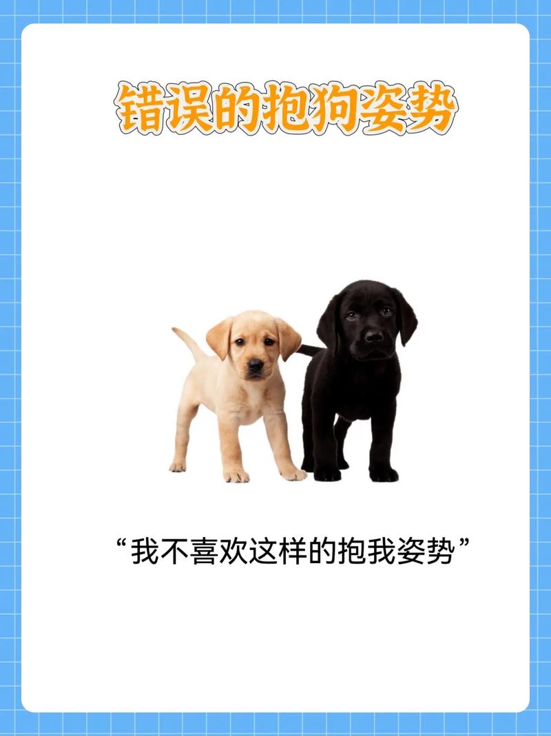 狗狗不喜欢主人的表现,狗狗不喜欢主人的原因-第2张图片-后鲨宠物 狗狗不喜欢主人的表现,狗狗不喜欢主人的原因-第2张图片-后鲨宠物