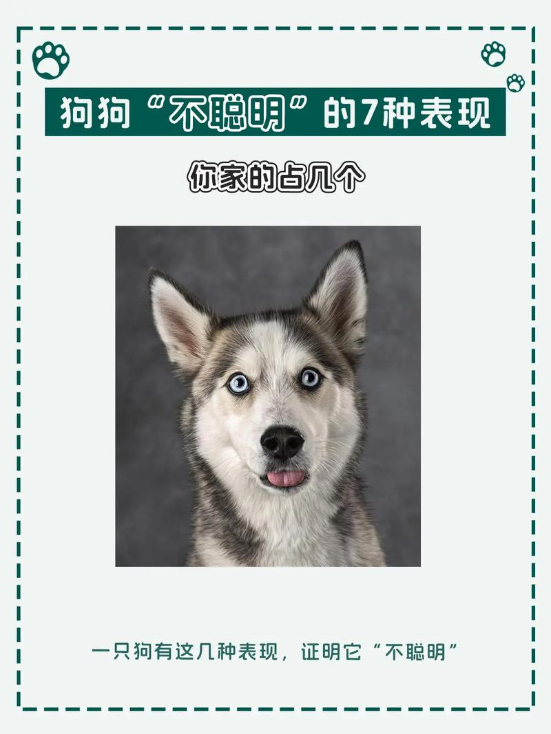 狗狗不喜欢主人的表现,狗狗不喜欢主人的原因-第3张图片-后鲨宠物 狗狗不喜欢主人的表现,狗狗不喜欢主人的原因-第3张图片-后鲨宠物