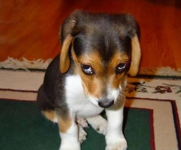 狗狗不喜欢主人的表现,狗狗不喜欢主人的原因-第4张图片-后鲨宠物 狗狗不喜欢主人的表现,狗狗不喜欢主人的原因-第4张图片-后鲨宠物