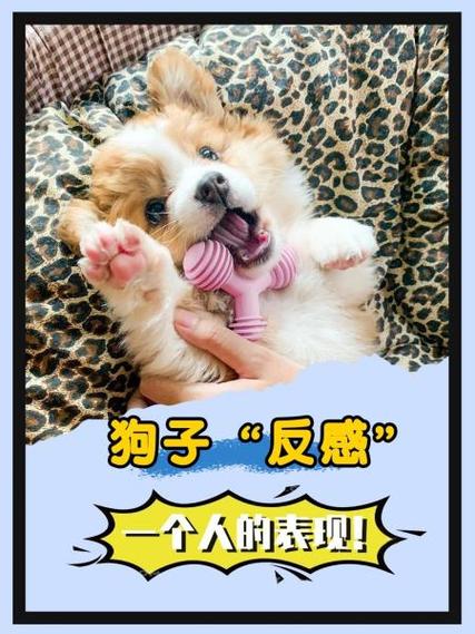 狗狗不喜欢主人的表现,狗狗不喜欢主人的原因-第5张图片-后鲨宠物 狗狗不喜欢主人的表现,狗狗不喜欢主人的原因-第5张图片-后鲨宠物