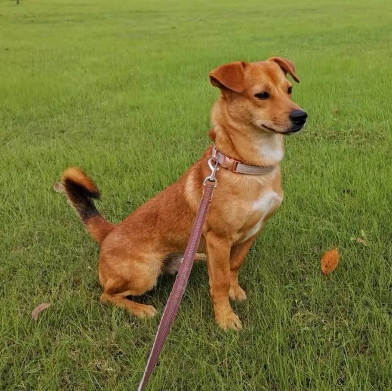 狗狗能喝旺仔牛奶吗,狗子可以喝旺仔牛奶-第2张图片-后鲨宠物 狗狗能喝旺仔牛奶吗,狗子可以喝旺仔牛奶-第2张图片-后鲨宠物