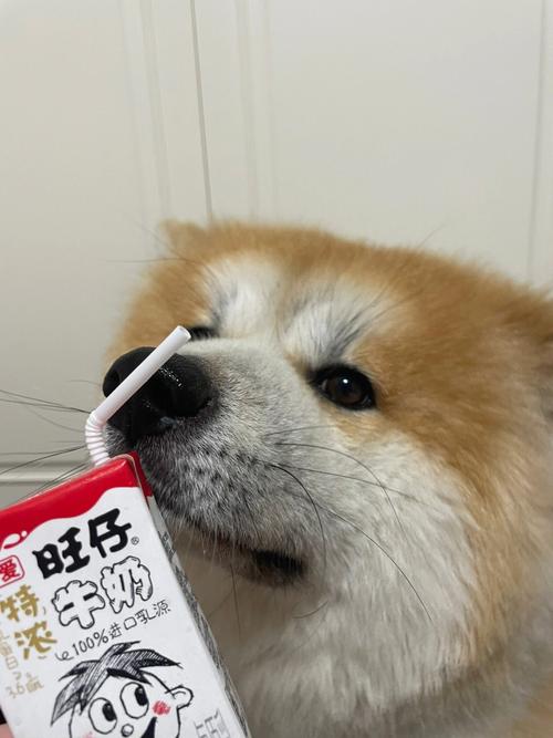 狗狗能喝旺仔牛奶吗,狗子可以喝旺仔牛奶-第3张图片-后鲨宠物 狗狗能喝旺仔牛奶吗,狗子可以喝旺仔牛奶-第3张图片-后鲨宠物