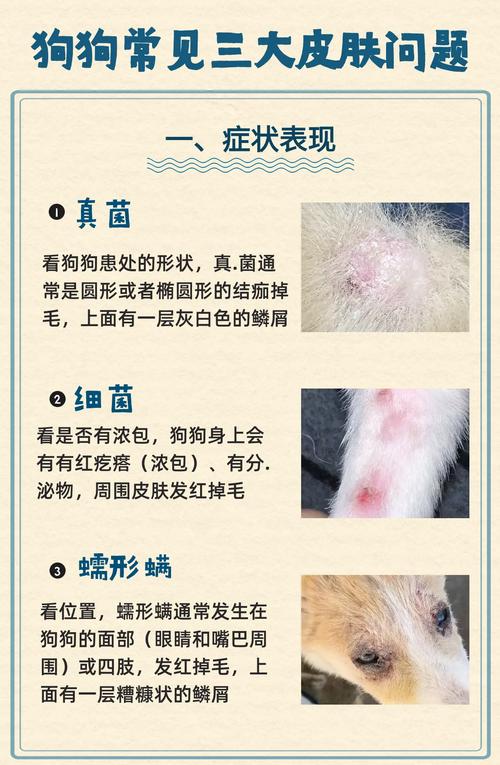 狗狗皮肤病有哪些,狗狗皮肤病有哪些症状?-第3张图片-后鲨宠物 狗狗皮肤病有哪些,狗狗皮肤病有哪些症状?-第3张图片-后鲨宠物