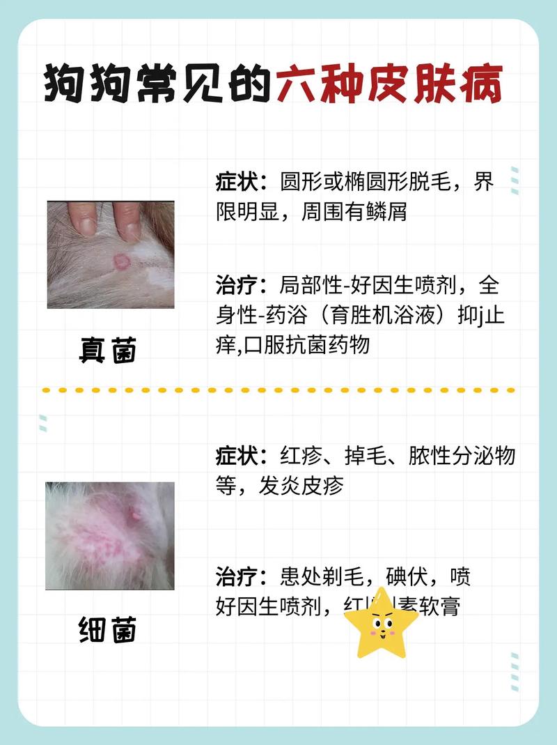 狗狗皮肤病有哪些,狗狗皮肤病有哪些症状?-第6张图片-后鲨宠物 狗狗皮肤病有哪些,狗狗皮肤病有哪些症状?-第6张图片-后鲨宠物
