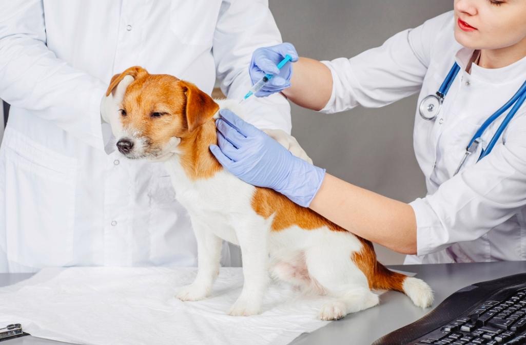 狗狗没打完疫苗可以出去吗,狗狗没打完疫苗可以出去吗会传染吗-第3张图片-后鲨宠物 狗狗没打完疫苗可以出去吗,狗狗没打完疫苗可以出去吗会传染吗-第3张图片-后鲨宠物