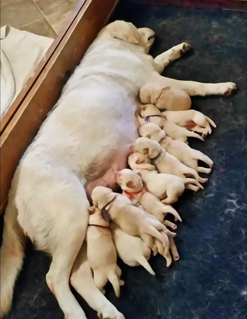 狗狗没打完疫苗可以出去吗,狗狗没打完疫苗可以出去吗会传染吗-第5张图片-后鲨宠物 狗狗没打完疫苗可以出去吗,狗狗没打完疫苗可以出去吗会传染吗-第5张图片-后鲨宠物