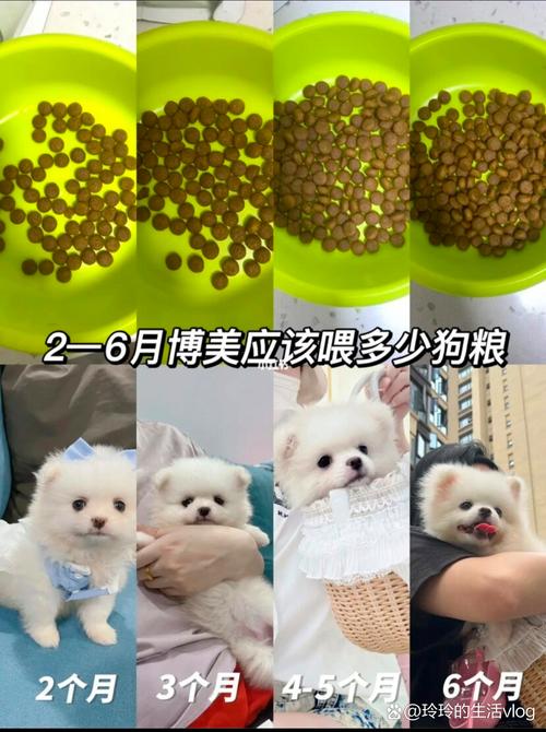 狗狗几个月狗粮不用泡_狗狗几个月狗粮不用泡着吃-第2张图片-后鲨宠物 狗狗几个月狗粮不用泡_狗狗几个月狗粮不用泡着吃-第2张图片-后鲨宠物