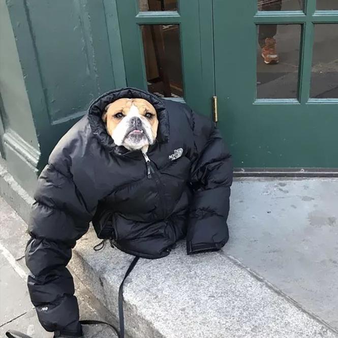 怎么看狗狗冷不冷_怎么分辨狗狗冷不冷-第2张图片-后鲨宠物 怎么看狗狗冷不冷_怎么分辨狗狗冷不冷-第2张图片-后鲨宠物