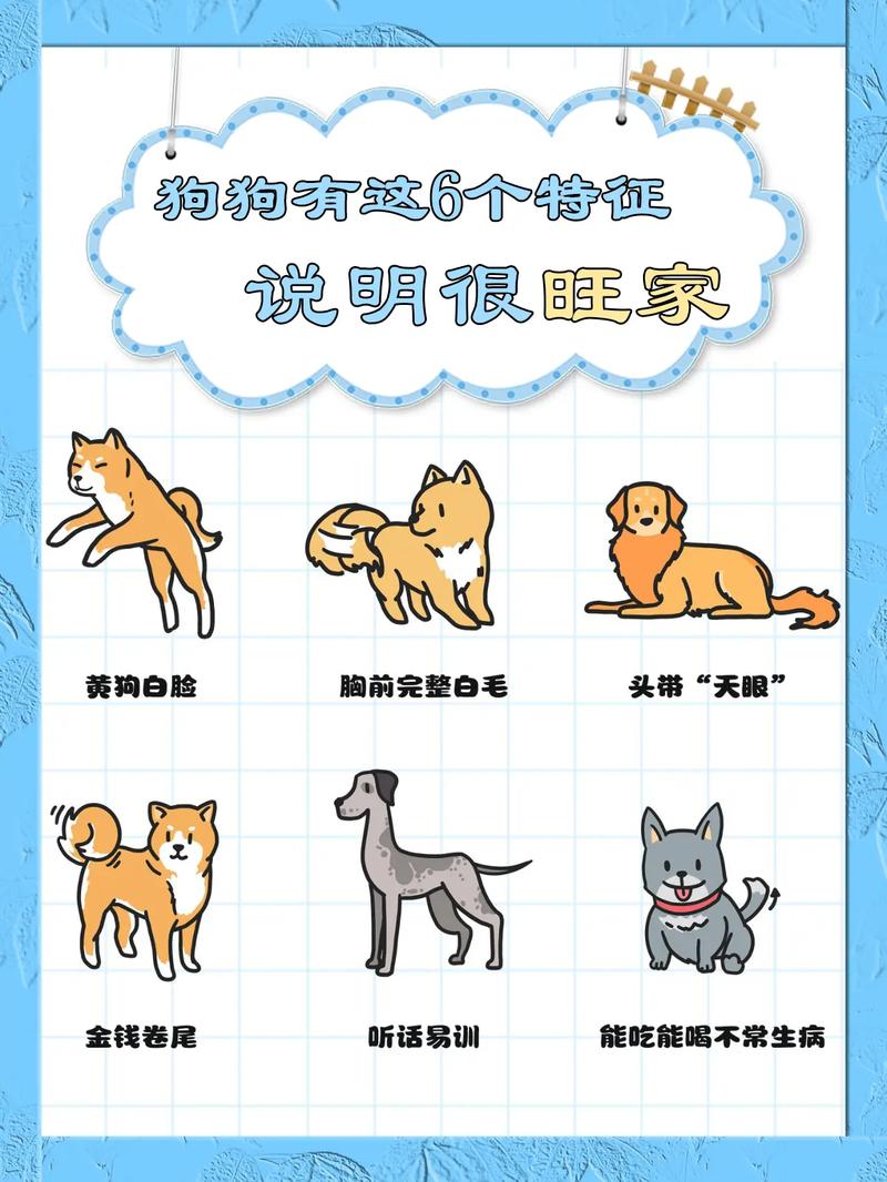 怎么看狗狗冷不冷_怎么分辨狗狗冷不冷-第4张图片-后鲨宠物 怎么看狗狗冷不冷_怎么分辨狗狗冷不冷-第4张图片-后鲨宠物