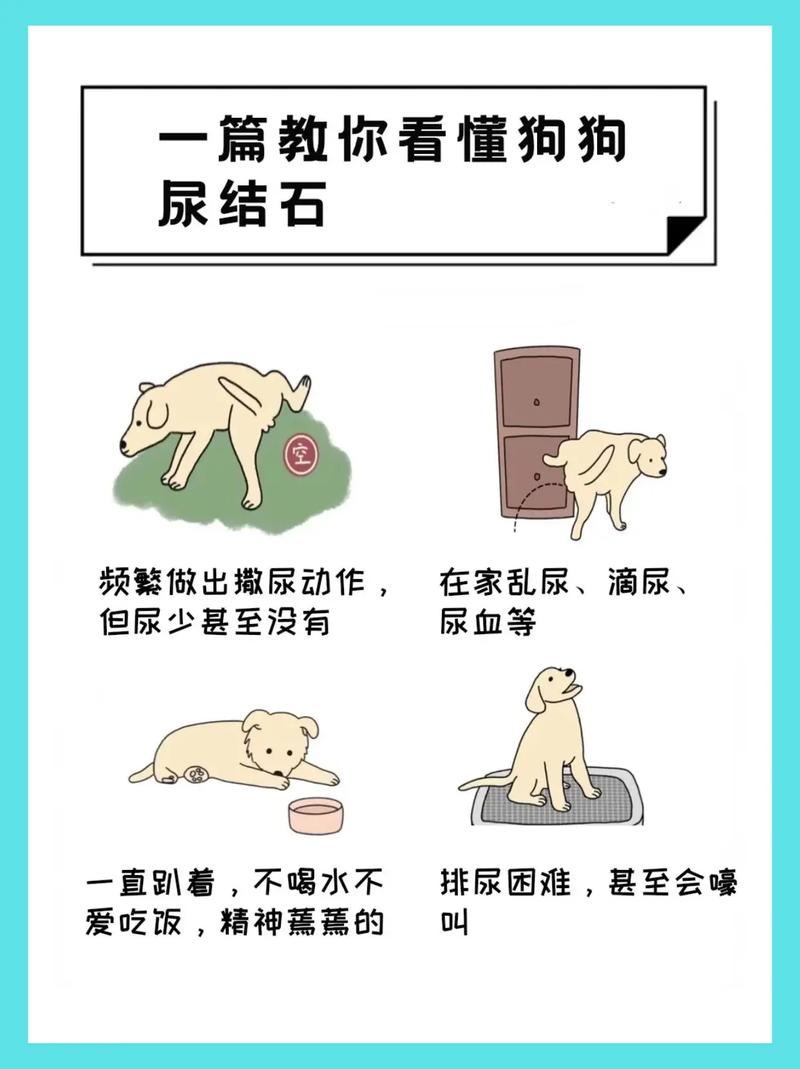 狗狗的尿是什么颜色_狗狗的尿液颜色-第5张图片-后鲨宠物 狗狗的尿是什么颜色_狗狗的尿液颜色-第5张图片-后鲨宠物