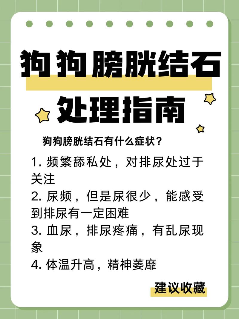 狗狗膀胱破裂什么症状,狗狗如果膀胱破裂了,还会进食正常吗-第2张图片-后鲨宠物 狗狗膀胱破裂什么症状,狗狗如果膀胱破裂了,还会进食正常吗-第2张图片-后鲨宠物
