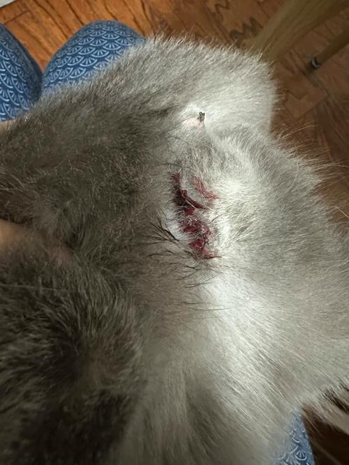 狗狗膀胱破裂什么症状,狗狗如果膀胱破裂了,还会进食正常吗-第3张图片-后鲨宠物 狗狗膀胱破裂什么症状,狗狗如果膀胱破裂了,还会进食正常吗-第3张图片-后鲨宠物