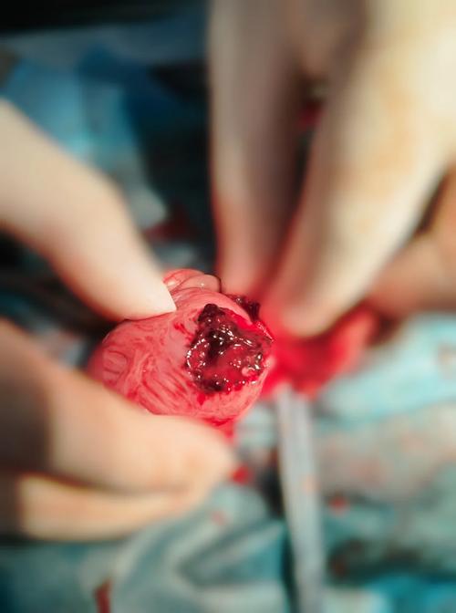 狗狗膀胱破裂什么症状,狗狗如果膀胱破裂了,还会进食正常吗-第4张图片-后鲨宠物 狗狗膀胱破裂什么症状,狗狗如果膀胱破裂了,还会进食正常吗-第4张图片-后鲨宠物