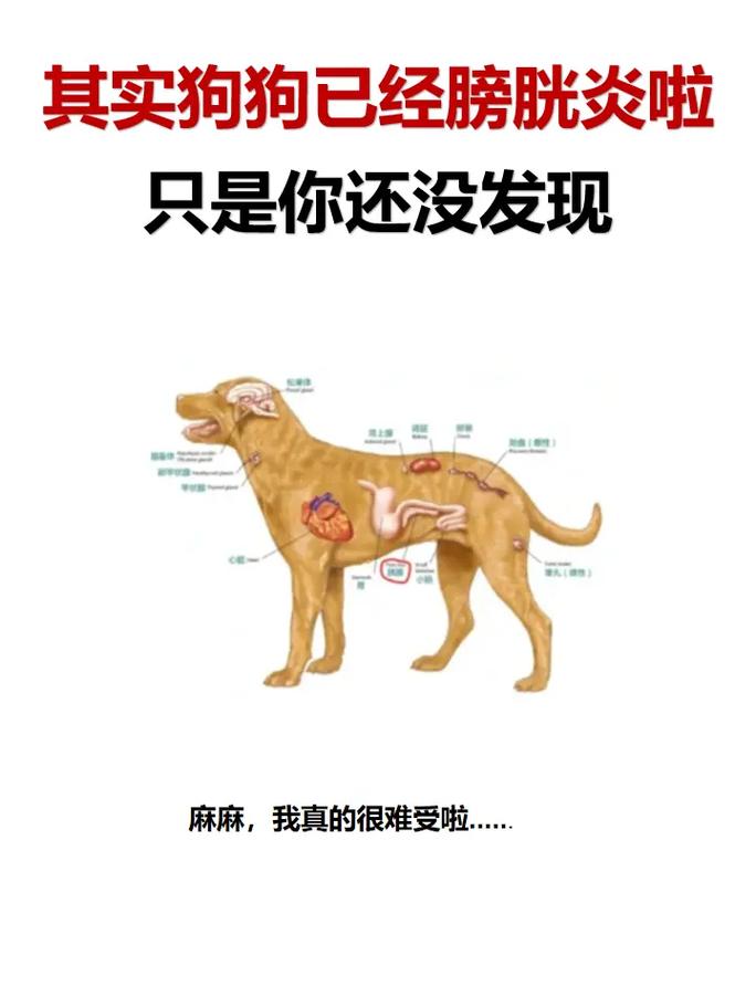 狗狗膀胱破裂什么症状,狗狗如果膀胱破裂了,还会进食正常吗-第6张图片-后鲨宠物 狗狗膀胱破裂什么症状,狗狗如果膀胱破裂了,还会进食正常吗-第6张图片-后鲨宠物