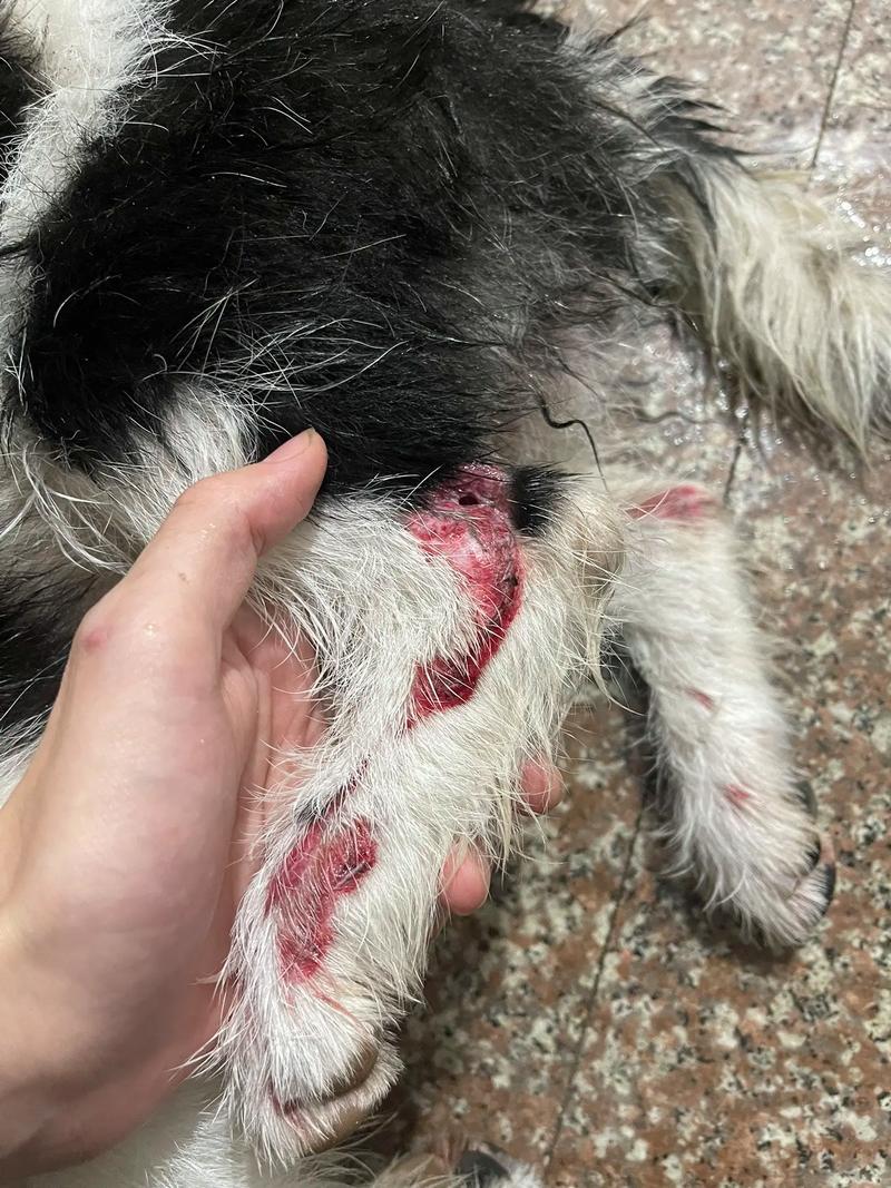 狗狗膀胱破裂什么症状,狗狗如果膀胱破裂了,还会进食正常吗-第5张图片-后鲨宠物 狗狗膀胱破裂什么症状,狗狗如果膀胱破裂了,还会进食正常吗-第5张图片-后鲨宠物