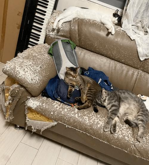 猫咪挠沙发怎么办_猫挠沙发怎么修复-第2张图片-后鲨宠物 猫咪挠沙发怎么办_猫挠沙发怎么修复-第2张图片-后鲨宠物