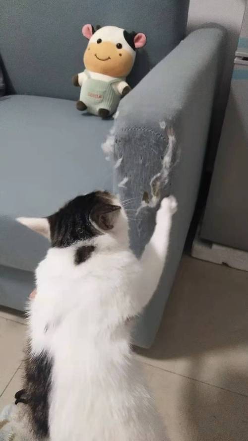 猫咪挠沙发怎么办_猫挠沙发怎么修复-第3张图片-后鲨宠物 猫咪挠沙发怎么办_猫挠沙发怎么修复-第3张图片-后鲨宠物