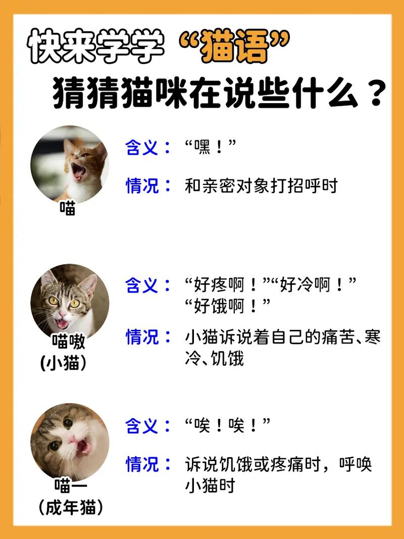 猫咪呜呜叫是什么意思,猫咪呜呜叫是怎么回事-第4张图片-后鲨宠物 猫咪呜呜叫是什么意思,猫咪呜呜叫是怎么回事-第4张图片-后鲨宠物