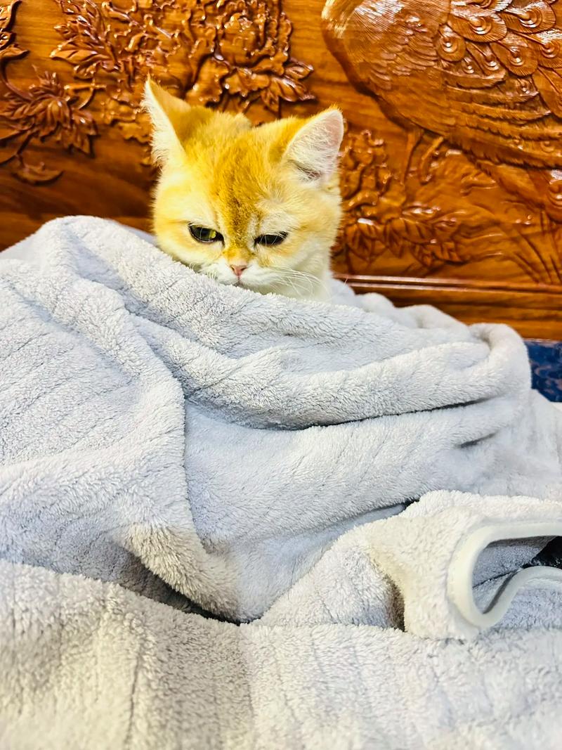 猫咪呜呜叫是什么意思,猫咪呜呜叫是怎么回事-第6张图片-后鲨宠物 猫咪呜呜叫是什么意思,猫咪呜呜叫是怎么回事-第6张图片-后鲨宠物