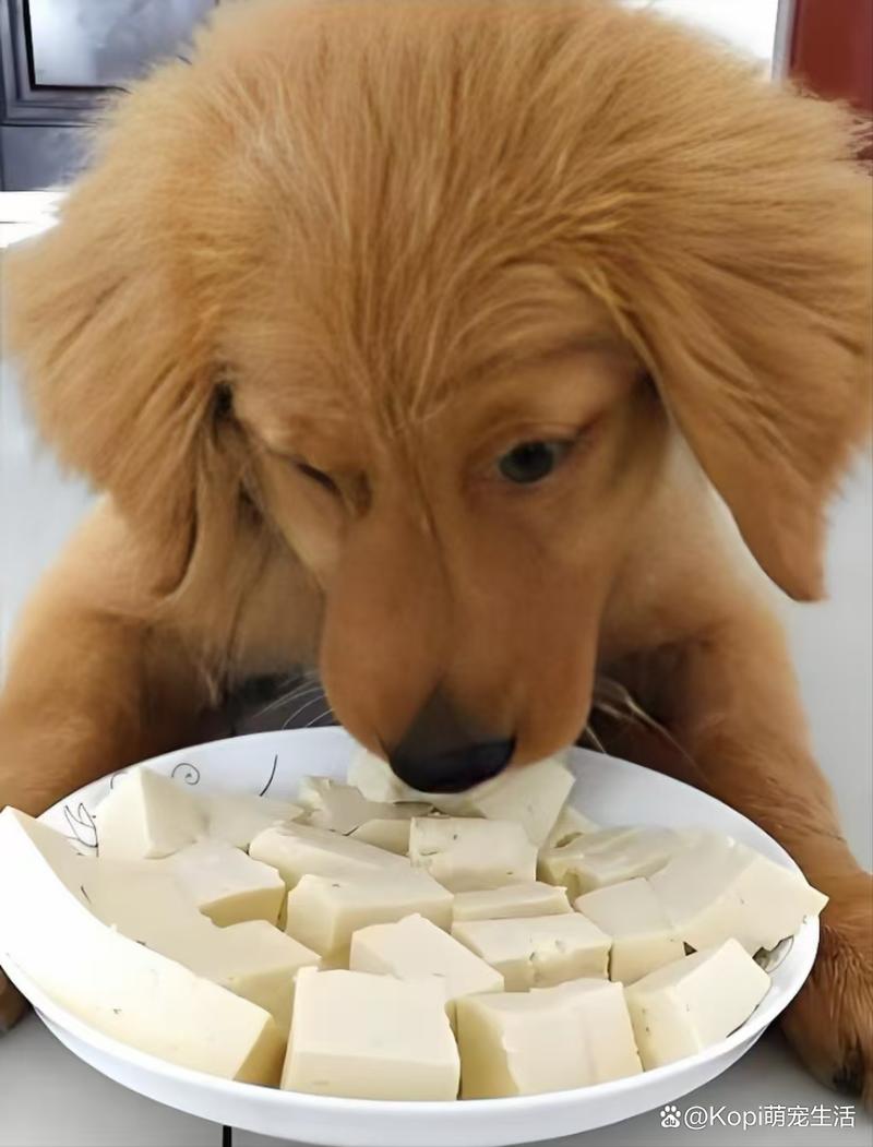 狗狗可以吃豆腐吗,狗狗吃豆腐吗会中毒吗-第4张图片-后鲨宠物 狗狗可以吃豆腐吗,狗狗吃豆腐吗会中毒吗-第4张图片-后鲨宠物