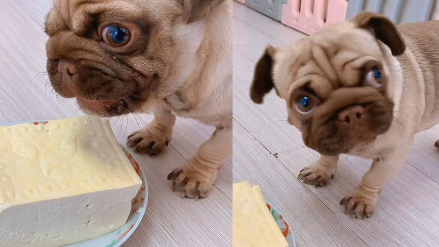 狗狗可以吃豆腐吗,狗狗吃豆腐吗会中毒吗-第6张图片-后鲨宠物 狗狗可以吃豆腐吗,狗狗吃豆腐吗会中毒吗-第6张图片-后鲨宠物