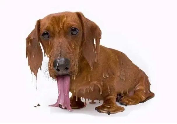 狗狗身上很热怎么回事，狗狗身上热乎乎的是怎么了？