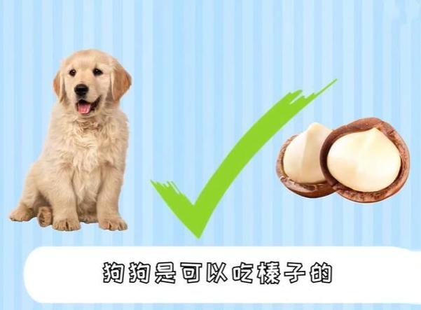 狗狗能吃榛子吗，狗狗能吃榛子吗有营养吗？-第3张图片-后鲨宠物
