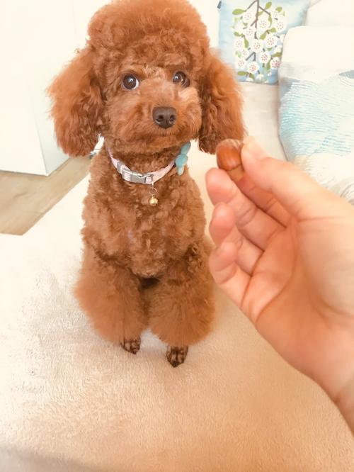 狗狗能吃榛子吗，狗狗能吃榛子吗有营养吗？-第5张图片-后鲨宠物