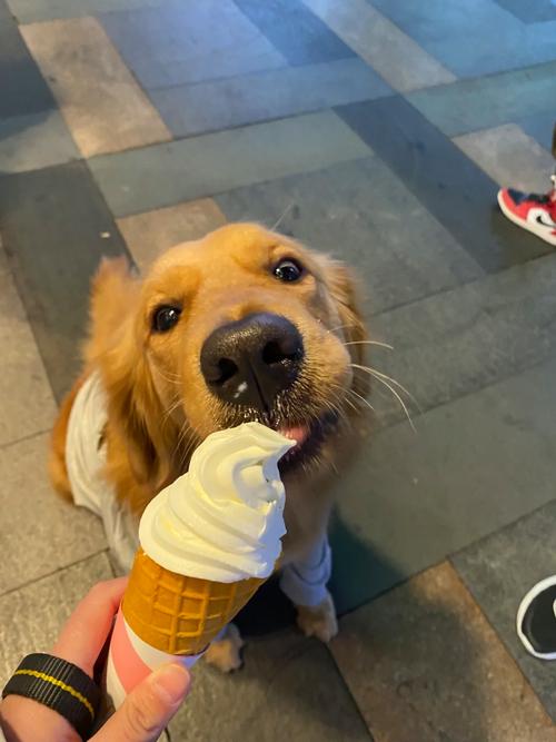 狗狗能吃冰激凌吗,狗狗能吃冰激凌吗泰迪-第1张图片-后鲨宠物 狗狗能吃冰激凌吗,狗狗能吃冰激凌吗泰迪-第1张图片-后鲨宠物