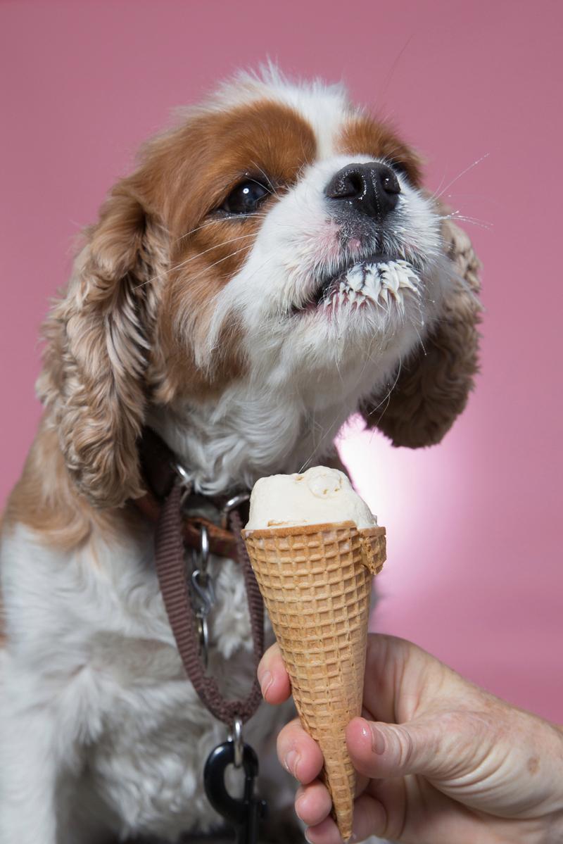 狗狗能吃冰激凌吗,狗狗能吃冰激凌吗泰迪-第2张图片-后鲨宠物 狗狗能吃冰激凌吗,狗狗能吃冰激凌吗泰迪-第2张图片-后鲨宠物