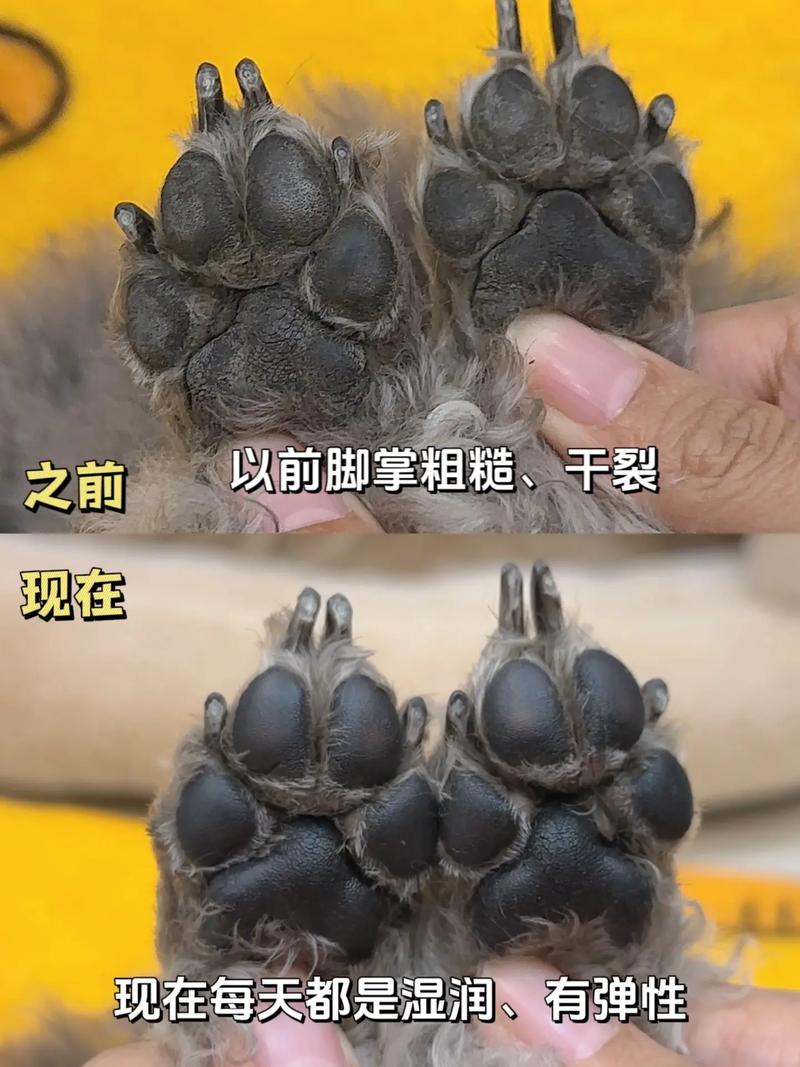狗狗脚掌热是正常的吗，狗脚掌发烫的原因？