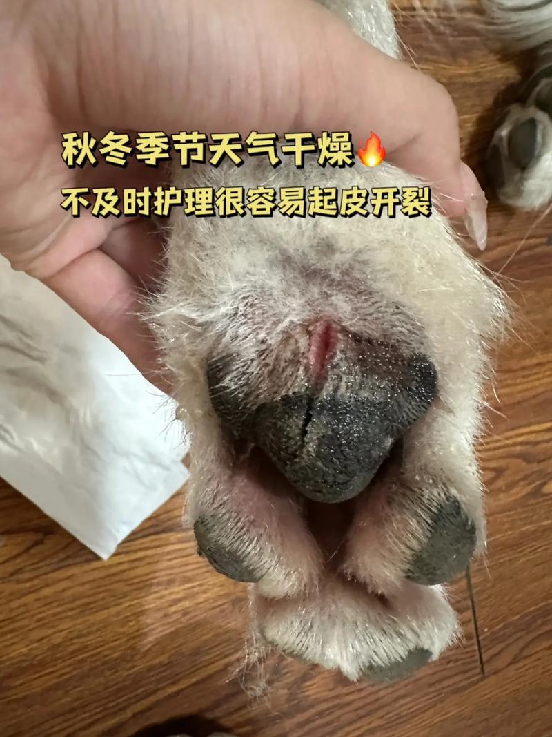 狗狗脚掌热是正常的吗,狗脚掌发烫的原因?-第2张图片-后鲨宠物 狗狗脚掌热是正常的吗,狗脚掌发烫的原因?-第2张图片-后鲨宠物